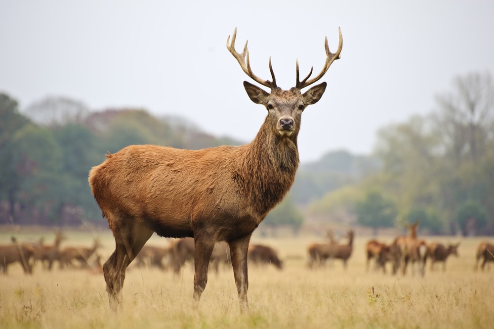 Red Deer (Cervus elaphus) standing in the middle of the field