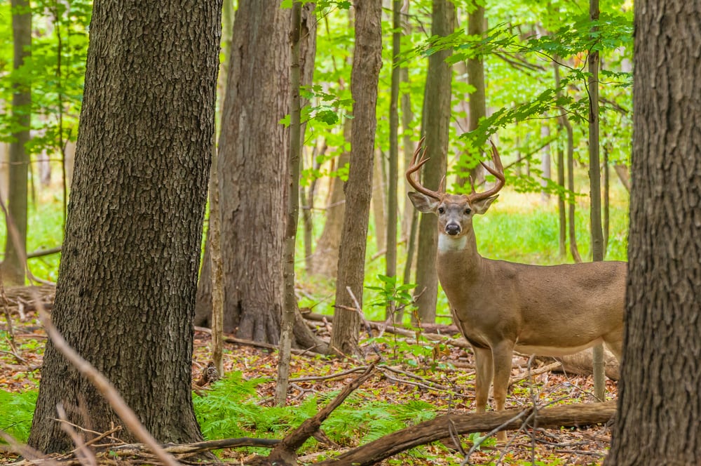 Deer in the middle of the woods