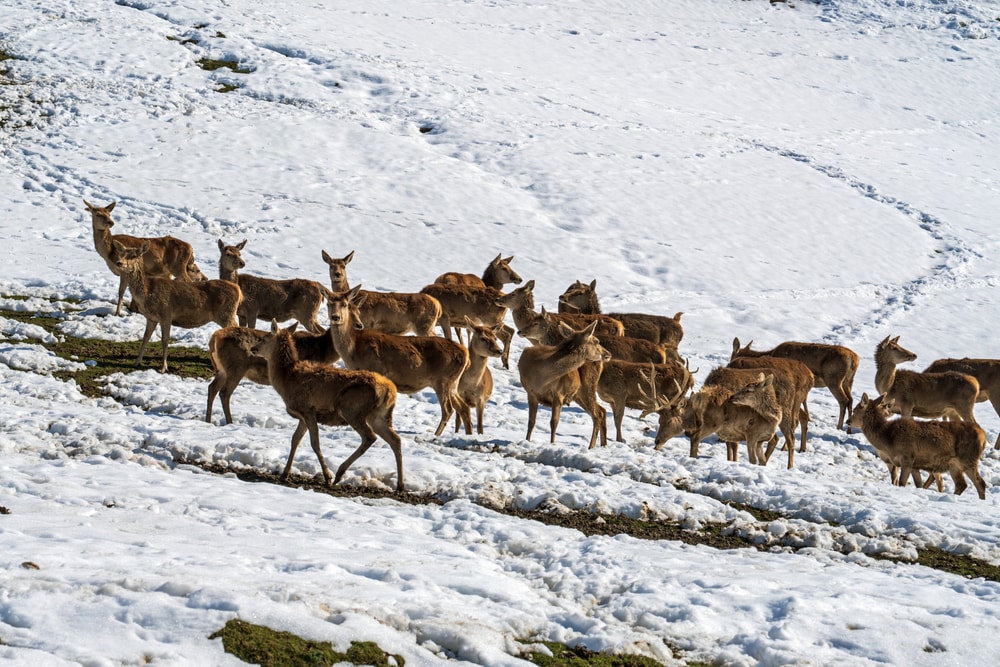 Group of deer walking on a snowy mountain