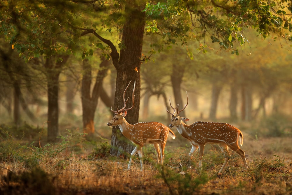 Two deer in the middle of the forest