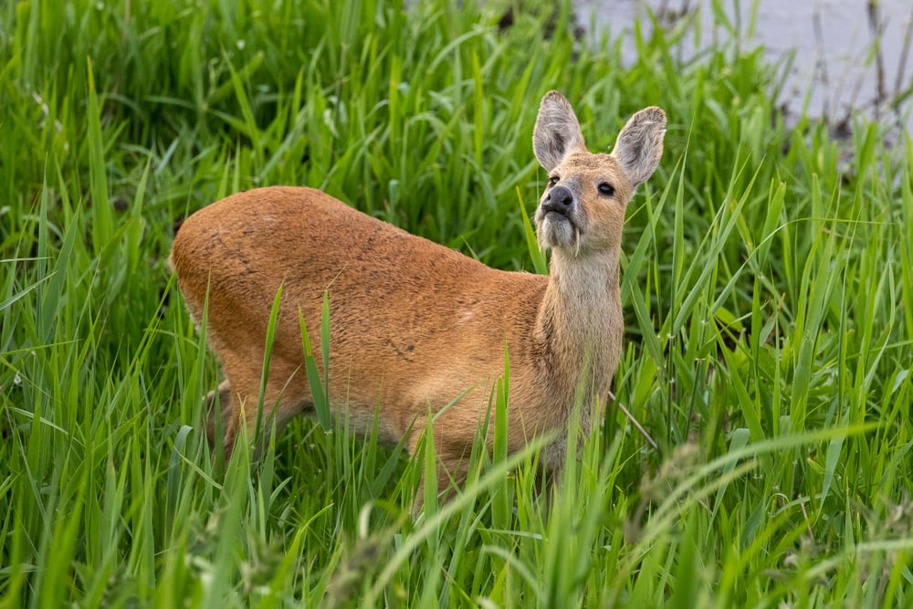 Chinese Water Deer (Hydropotes inermis) eating grass