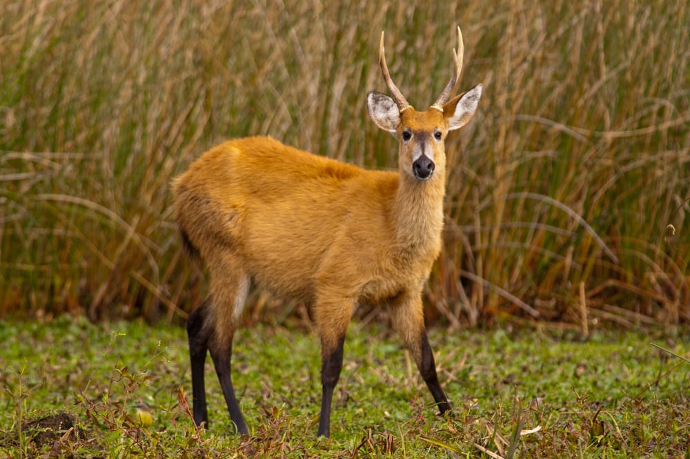 Marsh Deer (Blastocerus dichotomus) noticing the camera