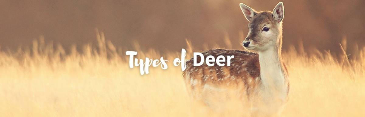 Types of deer featured image