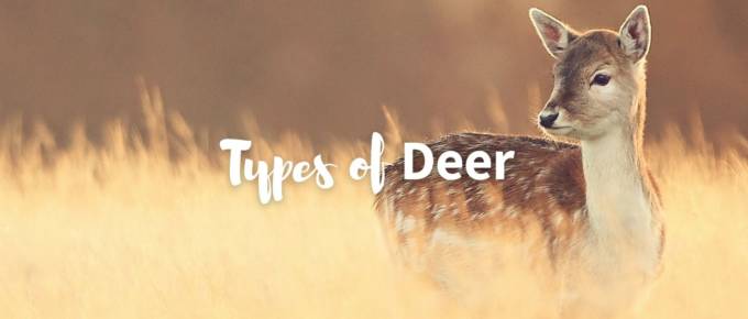 Types of deer featured image