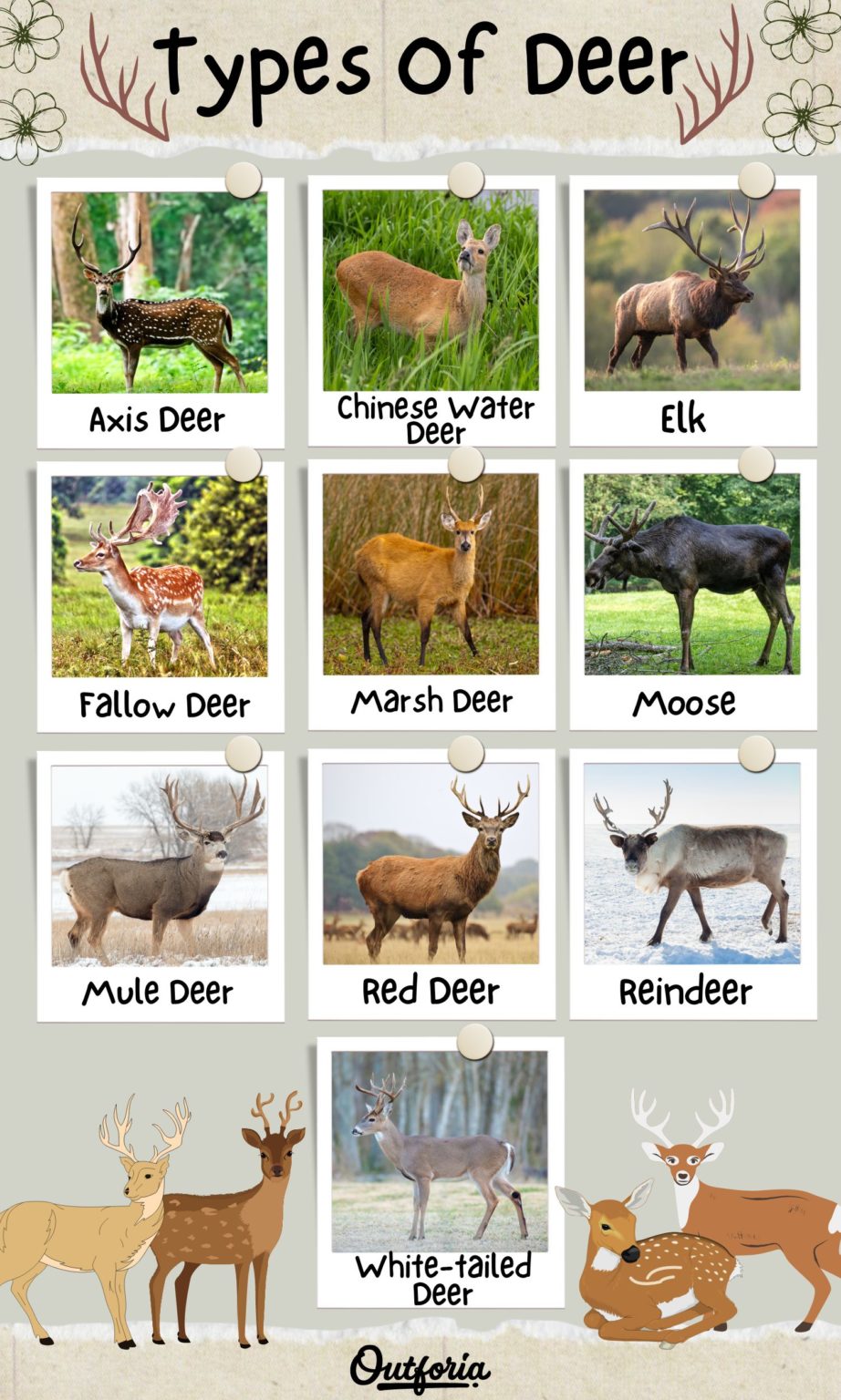 10 Fascinating Types of Deer ID Guide with Photos & Facts
