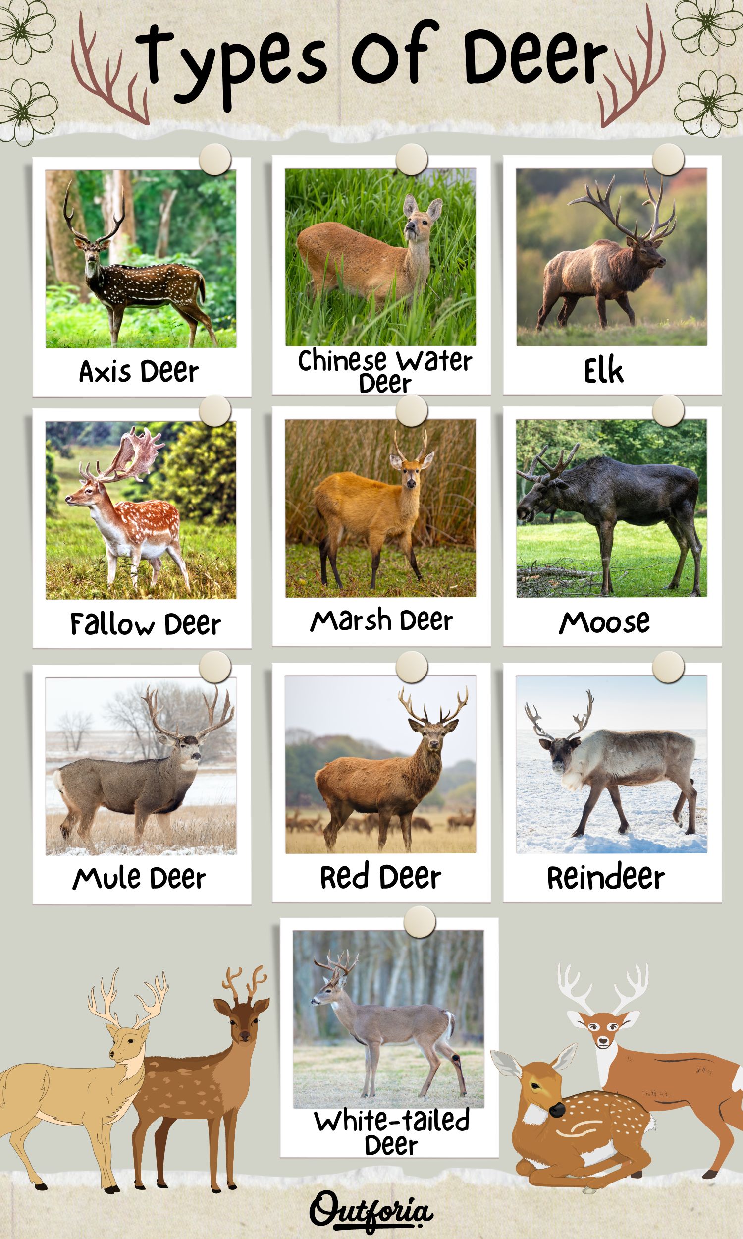 Chart of different types of deer