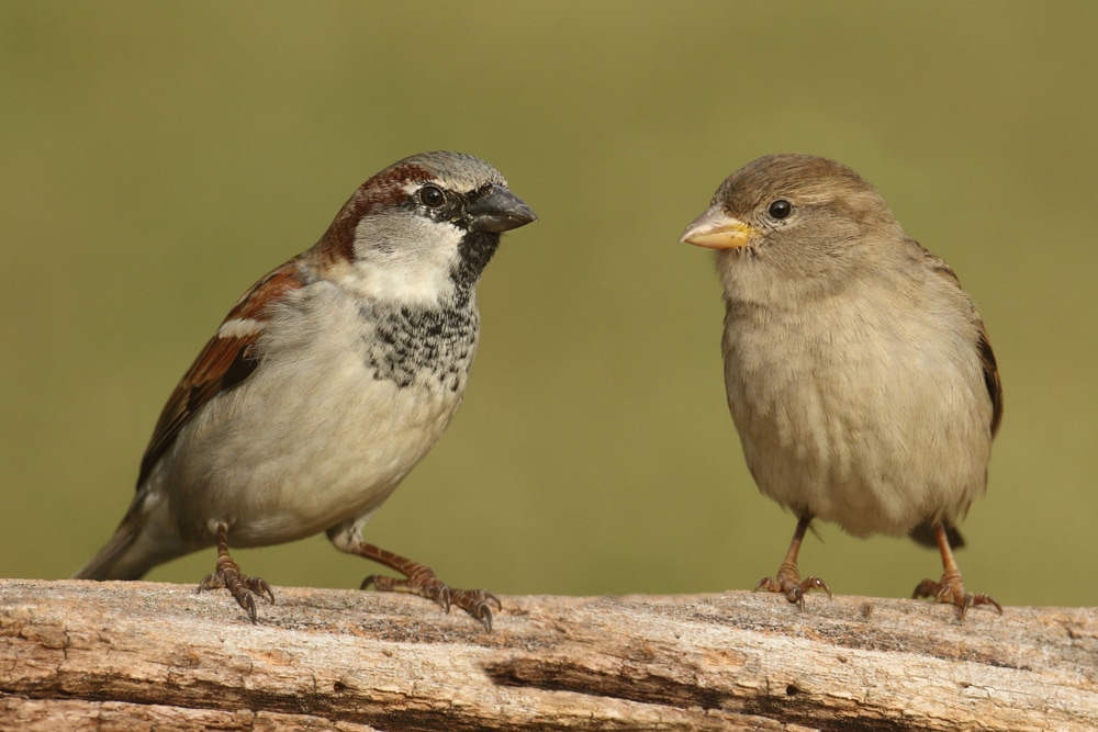 Two sparrows looking at each other