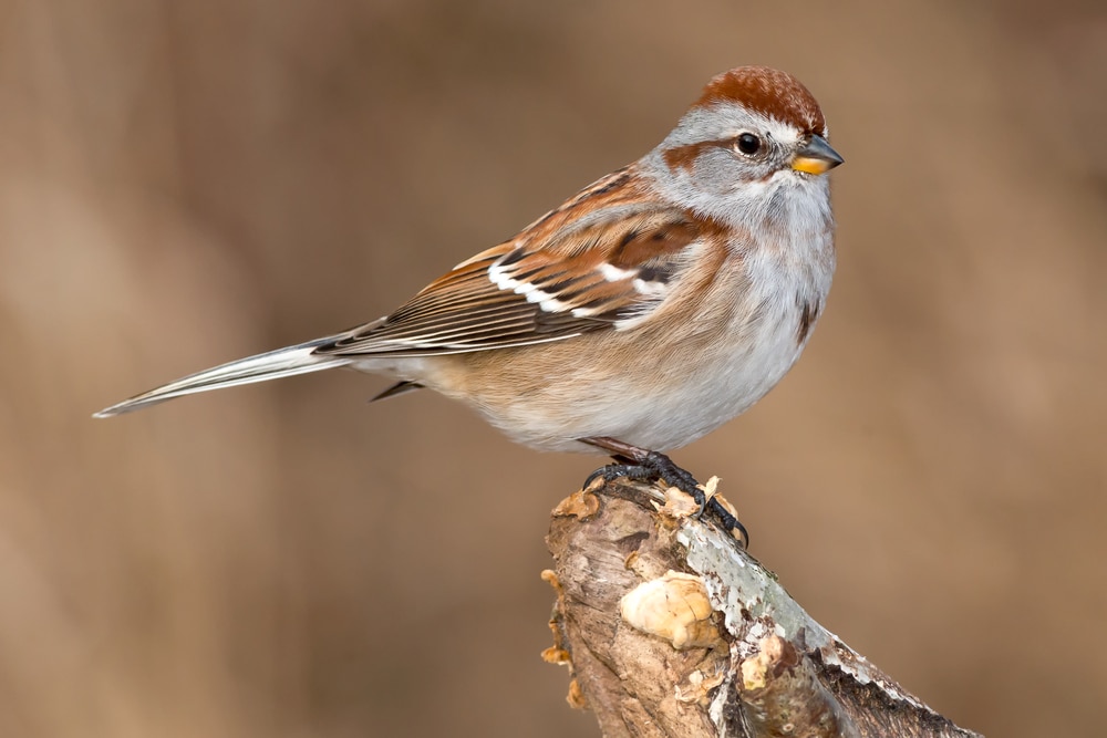 American Tree Sparrow - Spizelloides arborea standing on the edge of a bark