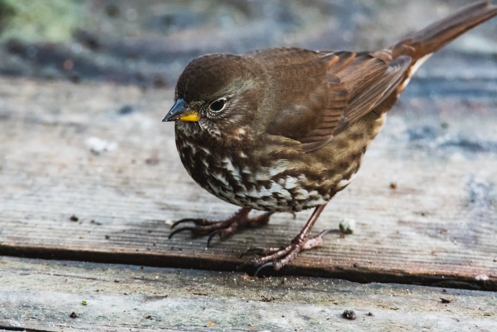 Sooty Fox Sparrow - Passerella unalaschcensis laying on a table