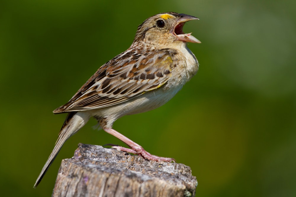 Grasshopper Sparrow - Ammodramus savannarum chirping in daylight