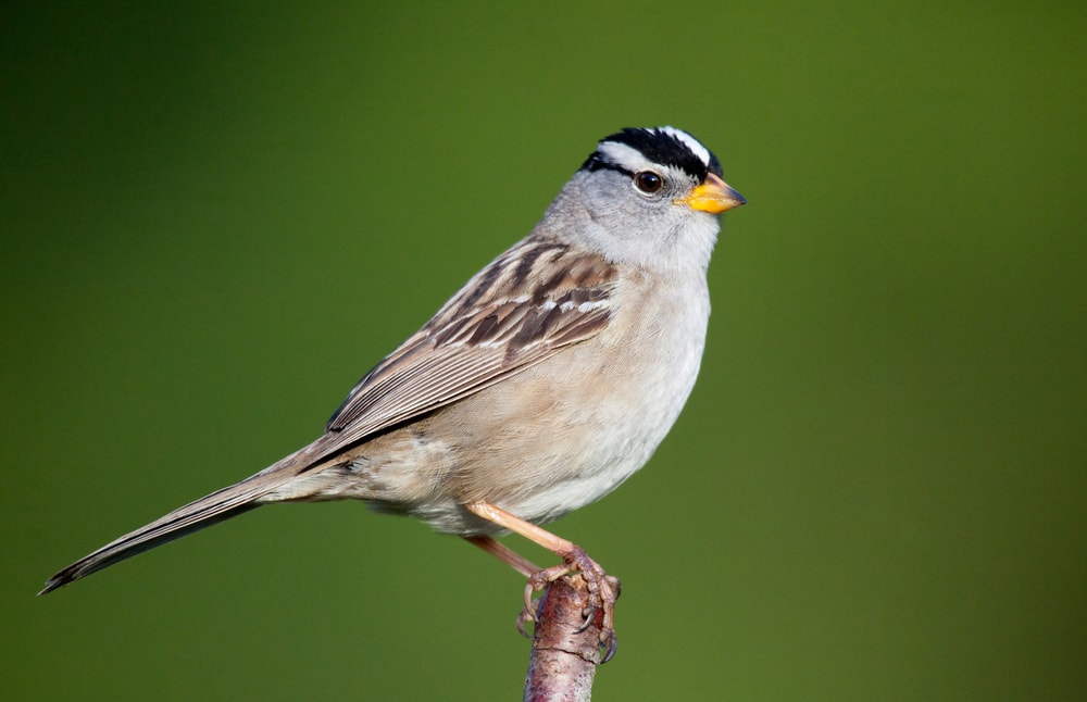 White-Crowned Sparrow - Zonotrichia leucophrys holding the edge of a metal