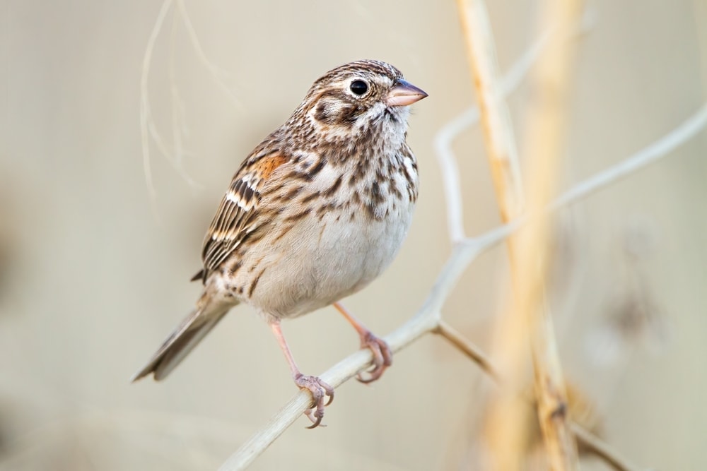 Vesper Sparrow - Pooecetes gramineus in the middle of a small tree