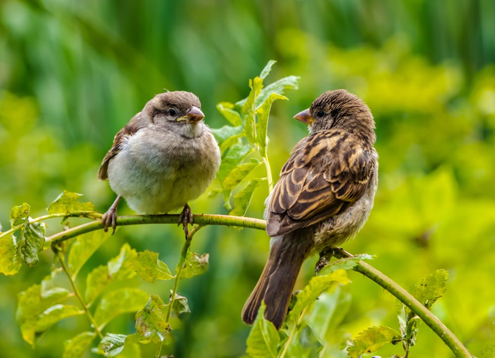 Two sparrows standing on a healthy leaf