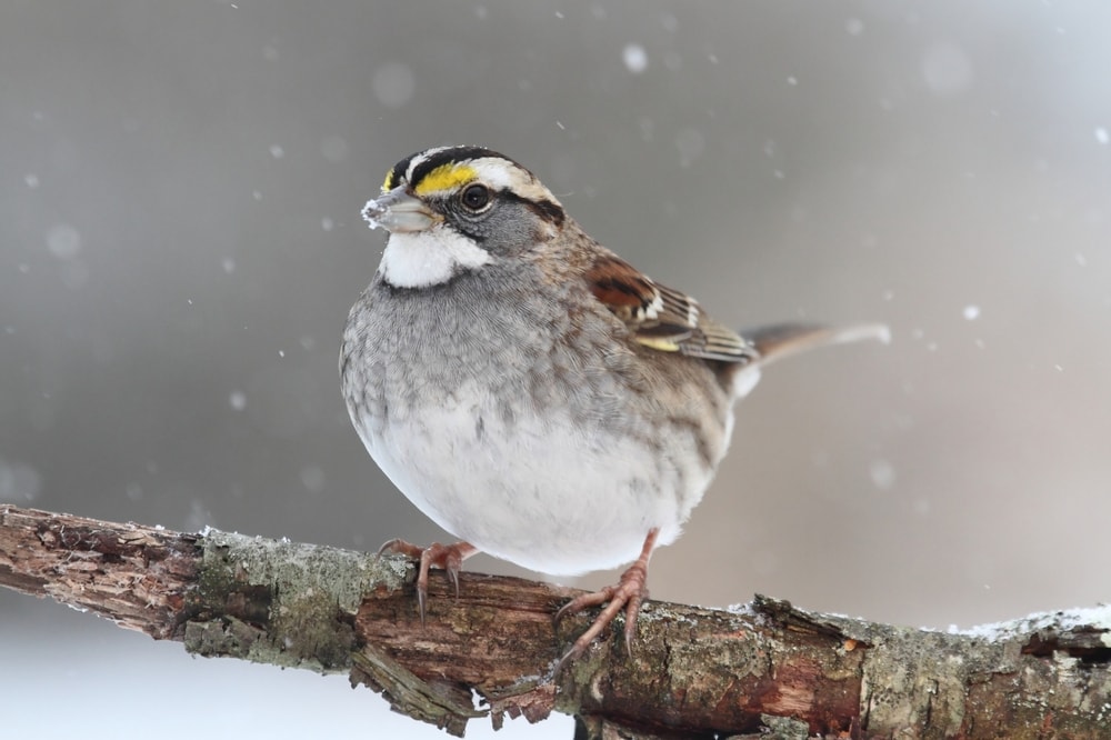 White-Throated Sparrow - Zonotrichia albicollis captured while snowing