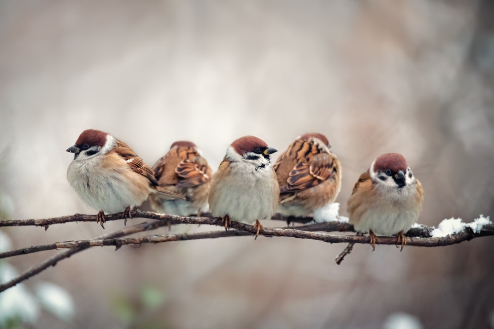 Group of sparrow lined up on a stick during winter