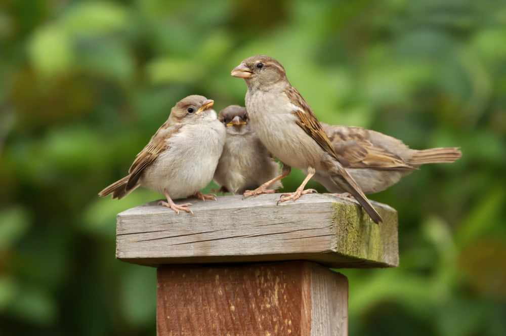 Group of sparrow standing on a fence