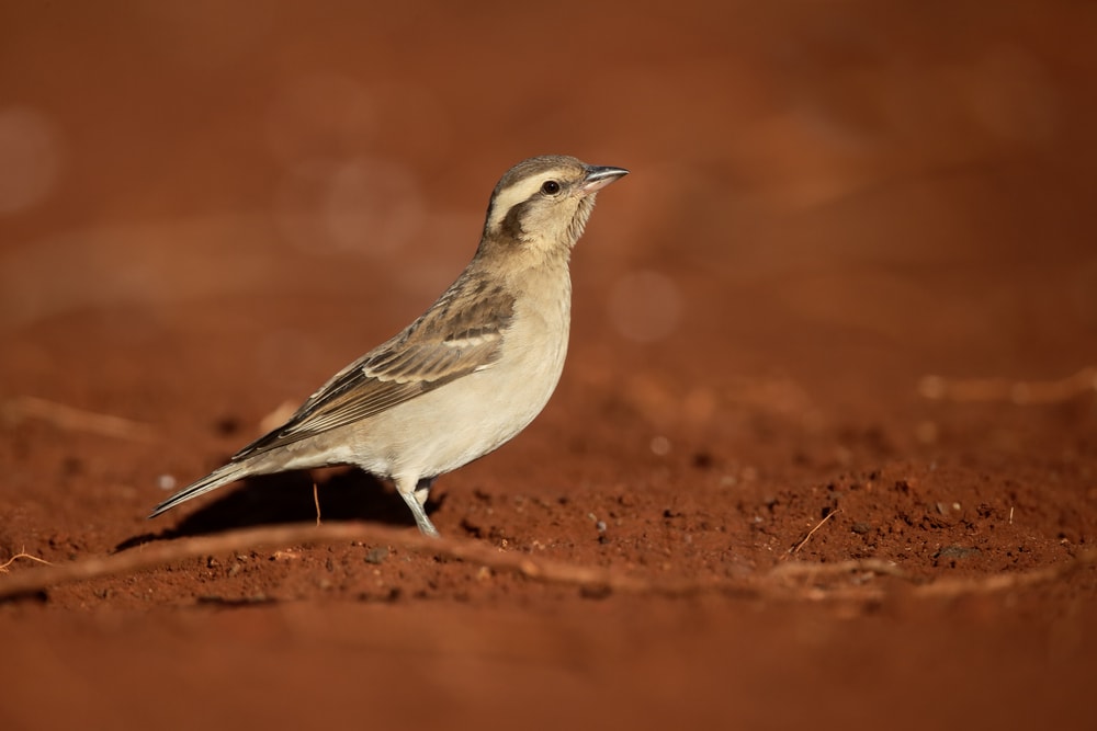 Sparrow standing on a brown soil