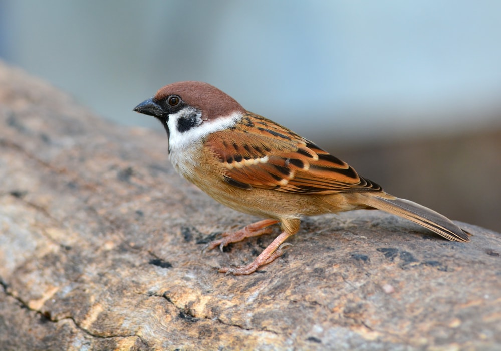 Eurasian Tree Sparrow - Passer montanus standing on a dead tree