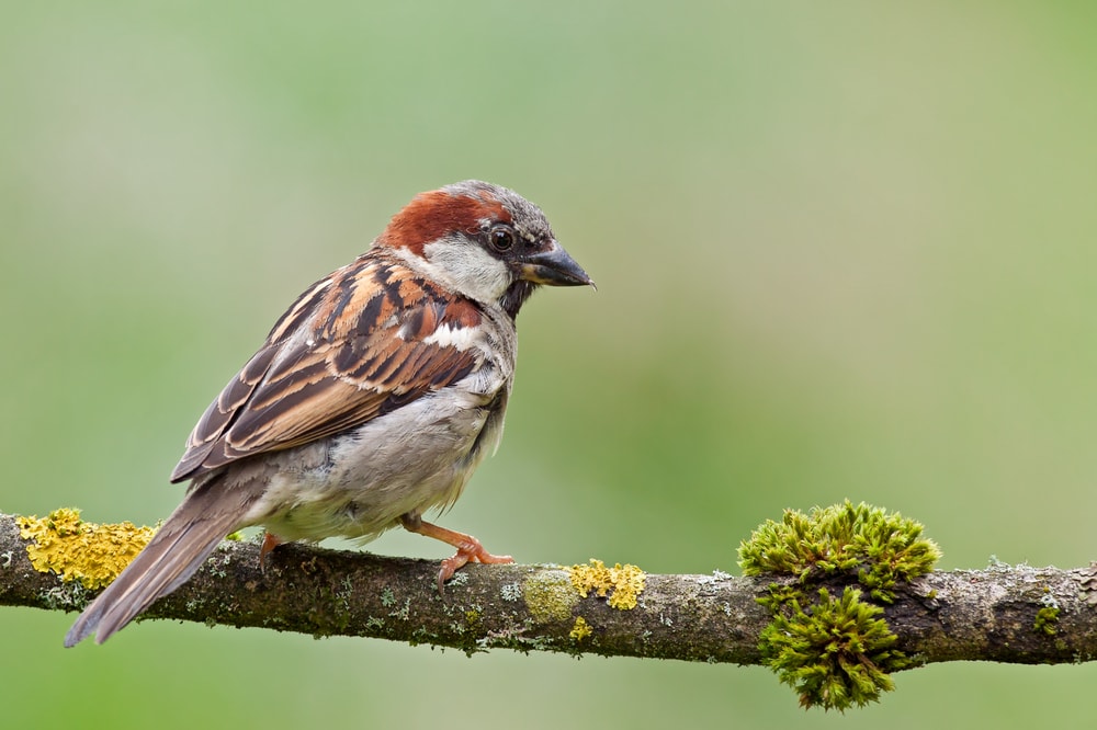 House Sparrow - Passer domesticus staying on a bark full of fungi