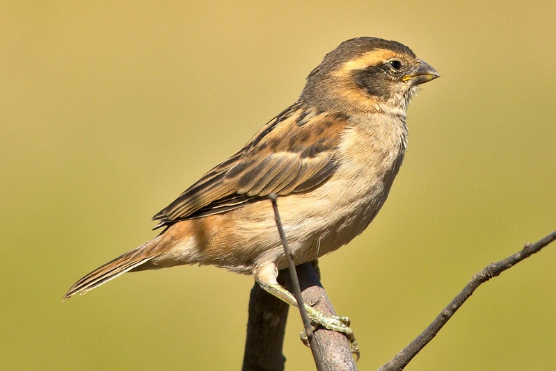 Shelley’s Sparrow - Passer shelleyi holding a dry wood