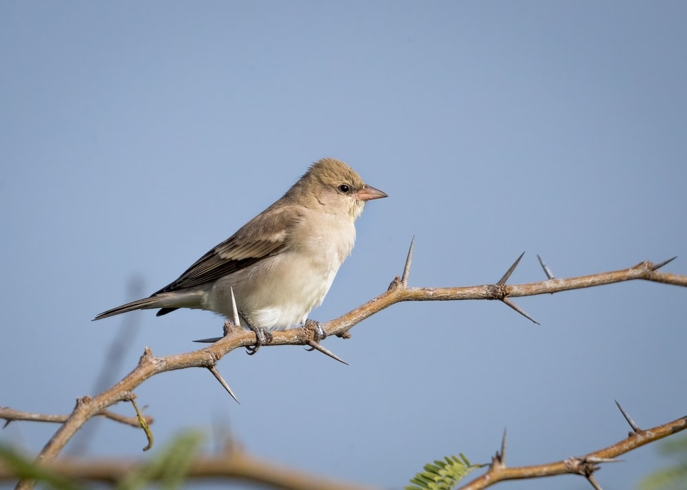 Yellow-Throated Sparrow - Gymnoris xanthocollis standing on a bark full of thorns