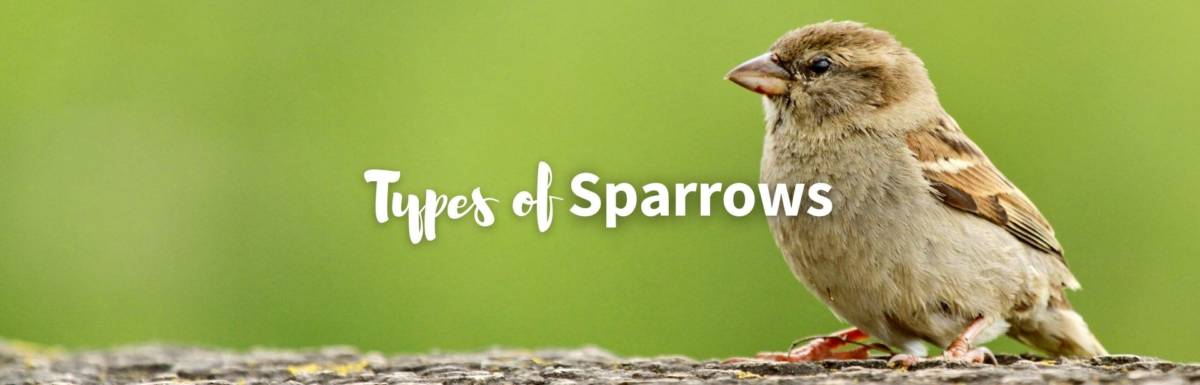 Types of sparrows featured photo