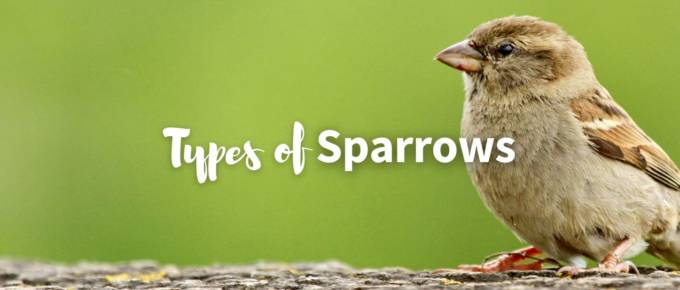 Types of sparrows featured photo