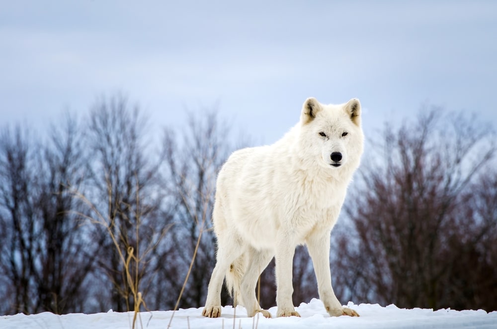 Arctic Wolves (Canis Lupus Arctos) standing on a snow