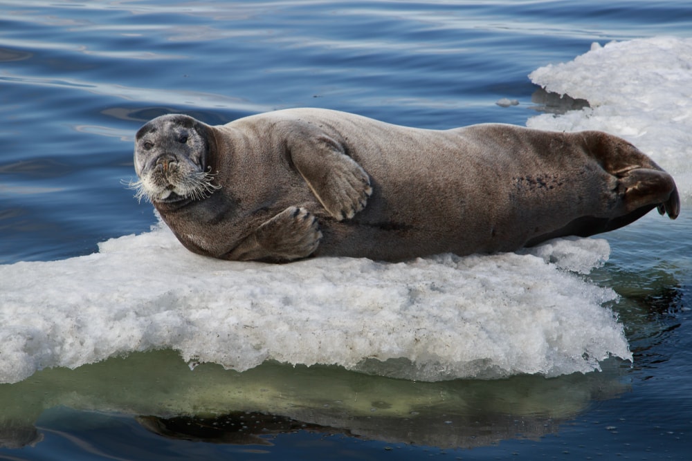Seal laying on an ice in middle of the ocean