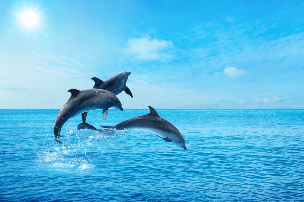 Three dolphins jumping with clear blue sky