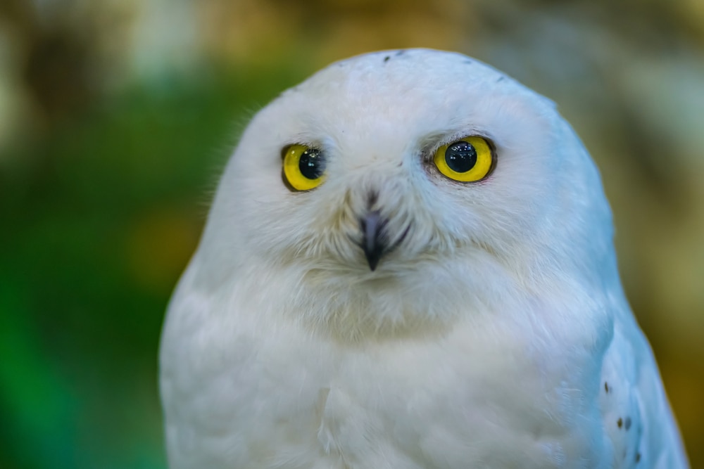 Head shot of the Arctic Owls (Bubo Scandiacus)