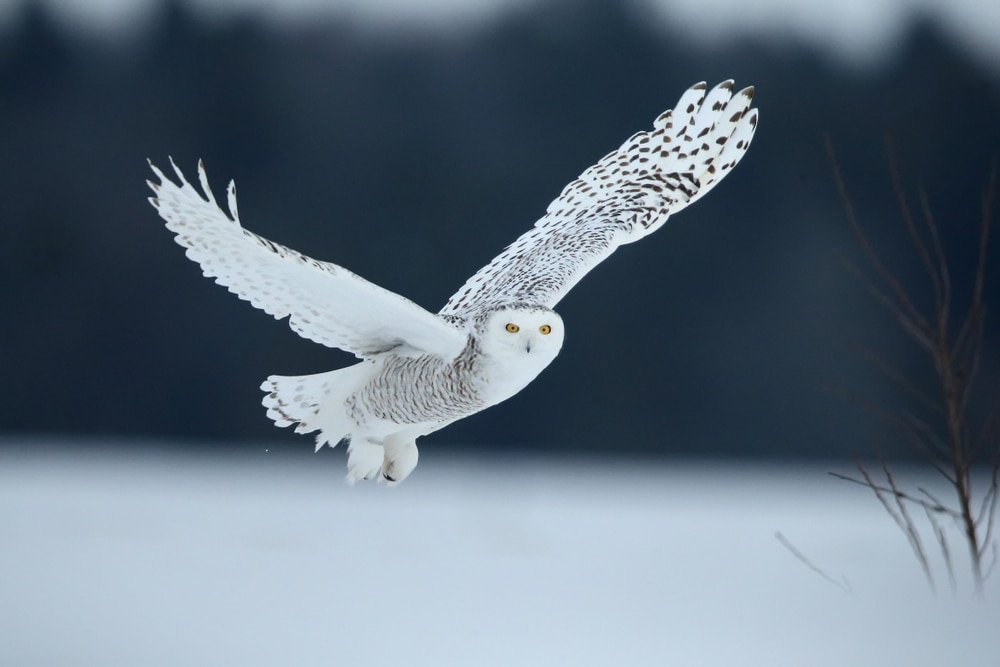 Arctic Owls (Bubo Scandiacus) finding the camera while flying
