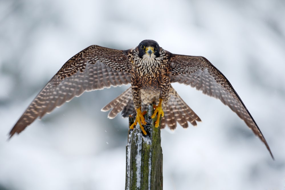 Falcon standing on a wood during snow