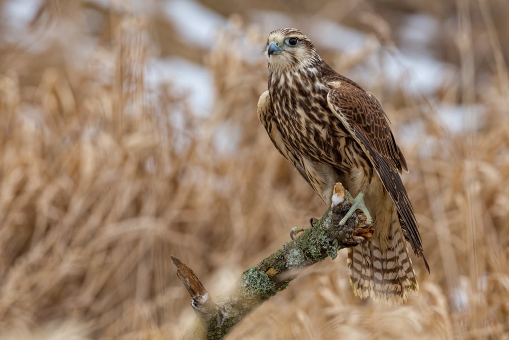 Falcon standing on a wood in the forest
