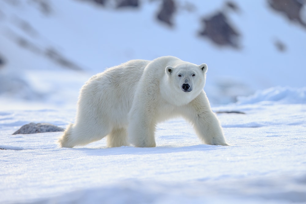 Polar Bears (Ursus Maritimus) walking on a thick snow