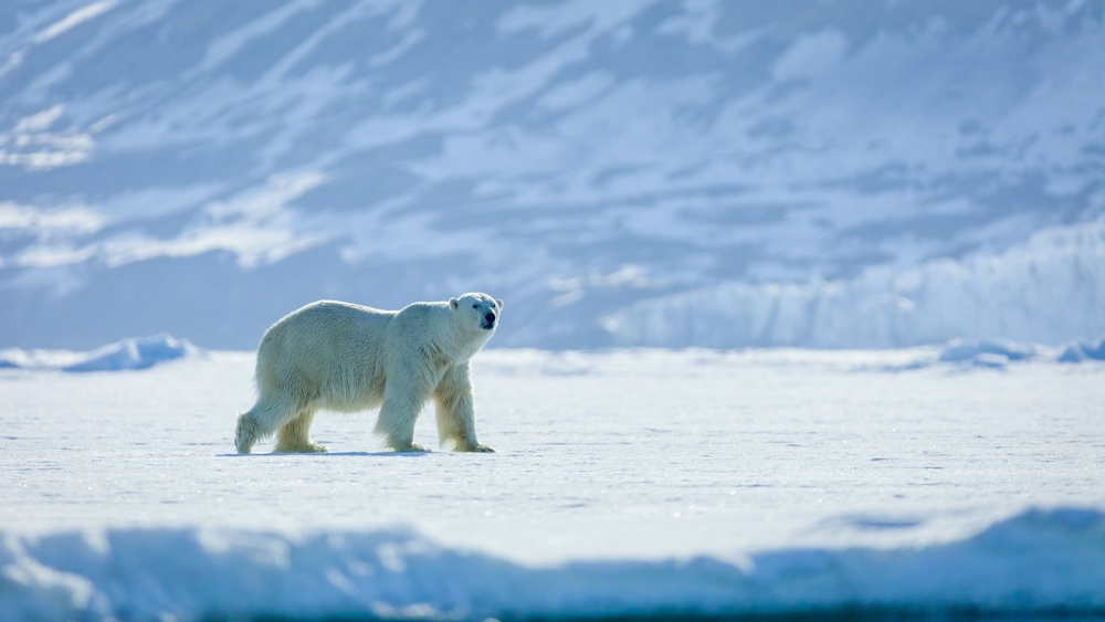 Polar Bears (Ursus Maritimus) in the middle of the mountain