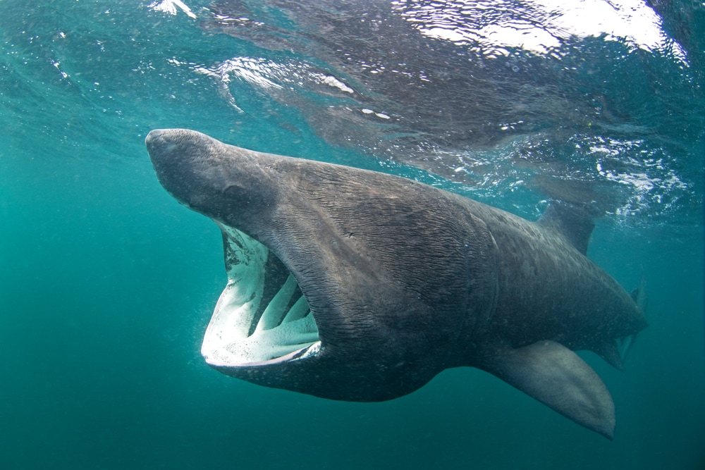 Shark showing its mouth to its prey