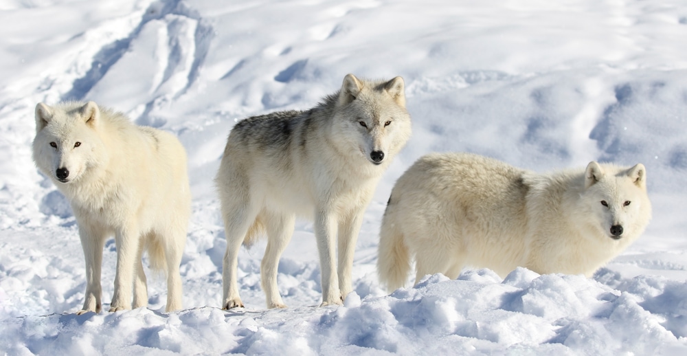 Pack of arctic wolves staring at the camera
