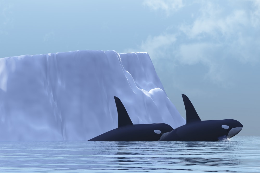 Two whales swimming pass through an iceberg