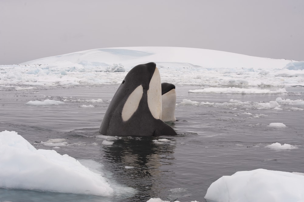 Two whales getting out of the arctic ocean to breath