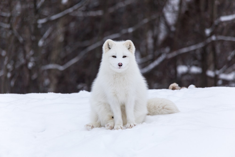 Arctic fox staring straight to the camera