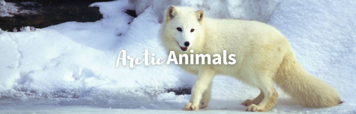Arctic animals featured image