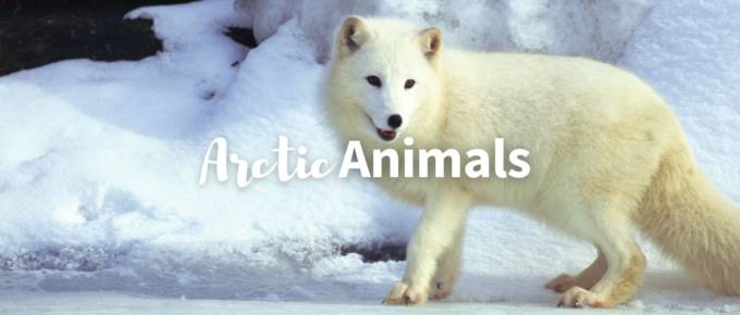 Arctic animals featured image