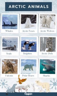 9 Fascinating Arctic Animals: Nature's Extreme Survivors