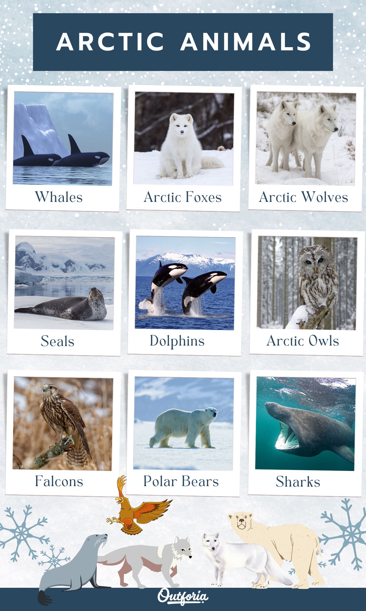 Chart of different arctic animals