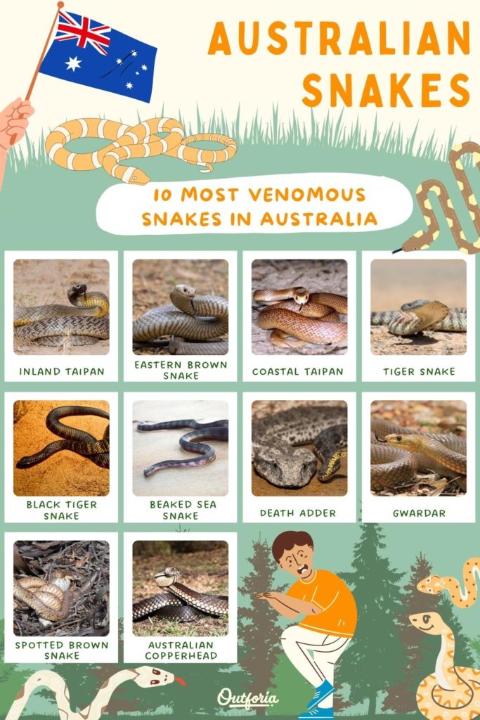 Discover 97+ about snake identification chart australia latest -  