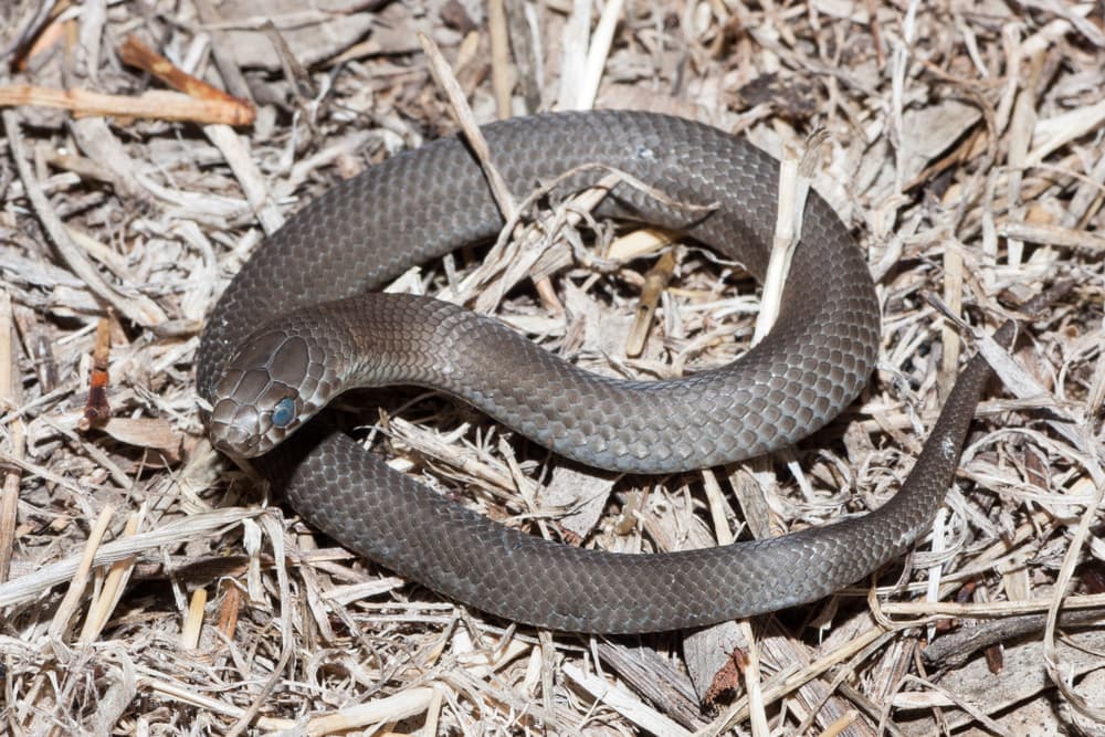 image of a pygmy copperhead snake from Kangaroo Island Australia