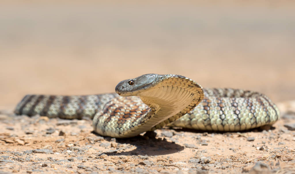 image of a tiger snake on the ground