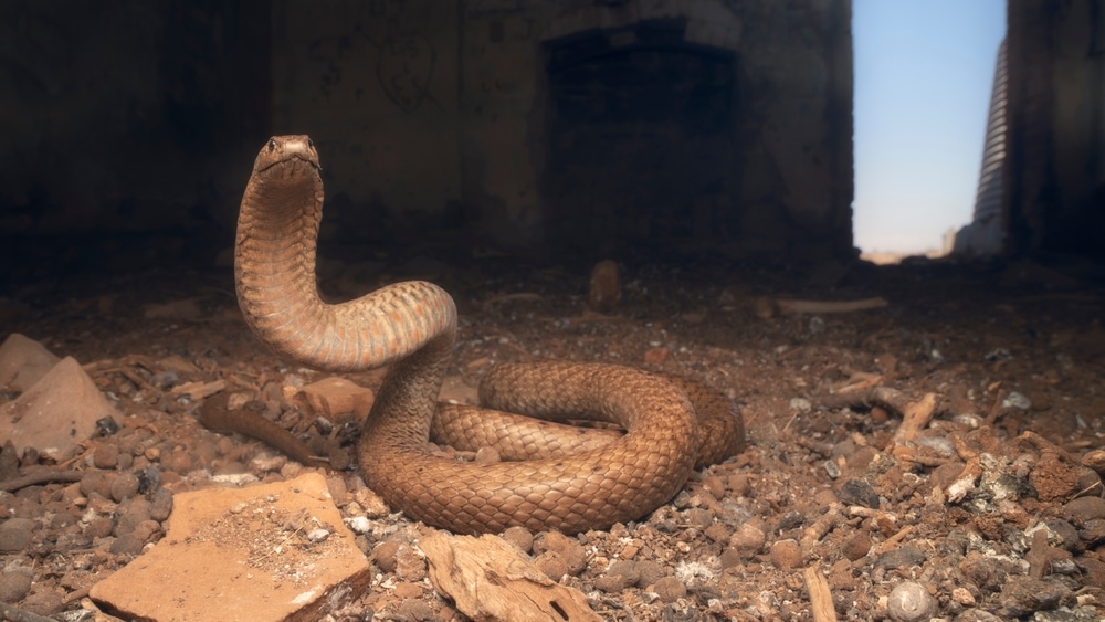 image of a gwardar or Western brown snake in a defensive position