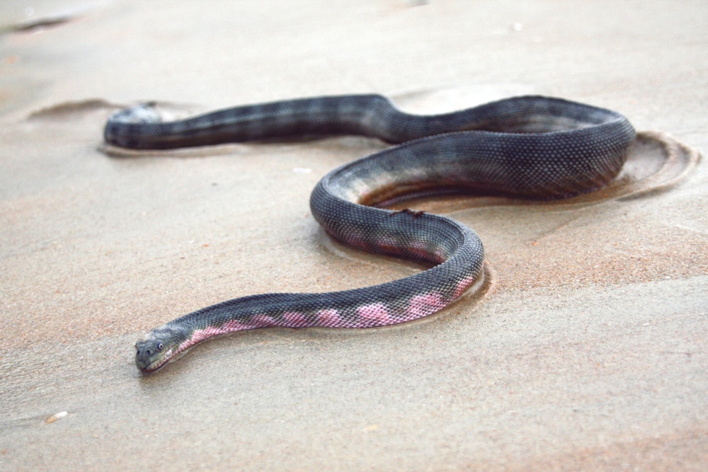 image of a beaked sea snake on a wet sand